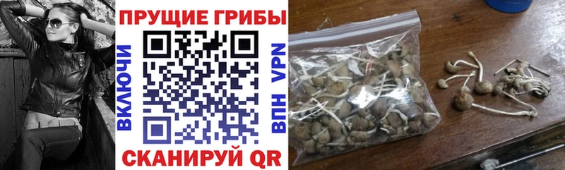darknet наркотические препараты Тосно Галлюциногенные грибы Psilocybe наркота